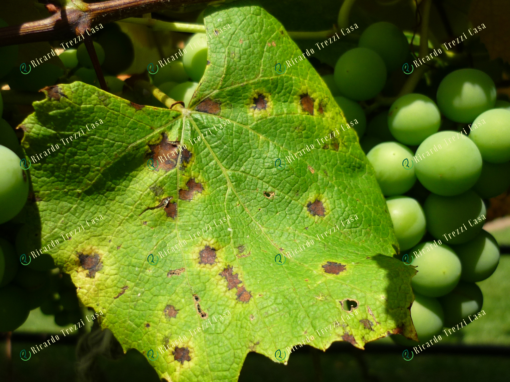 Mancha angular